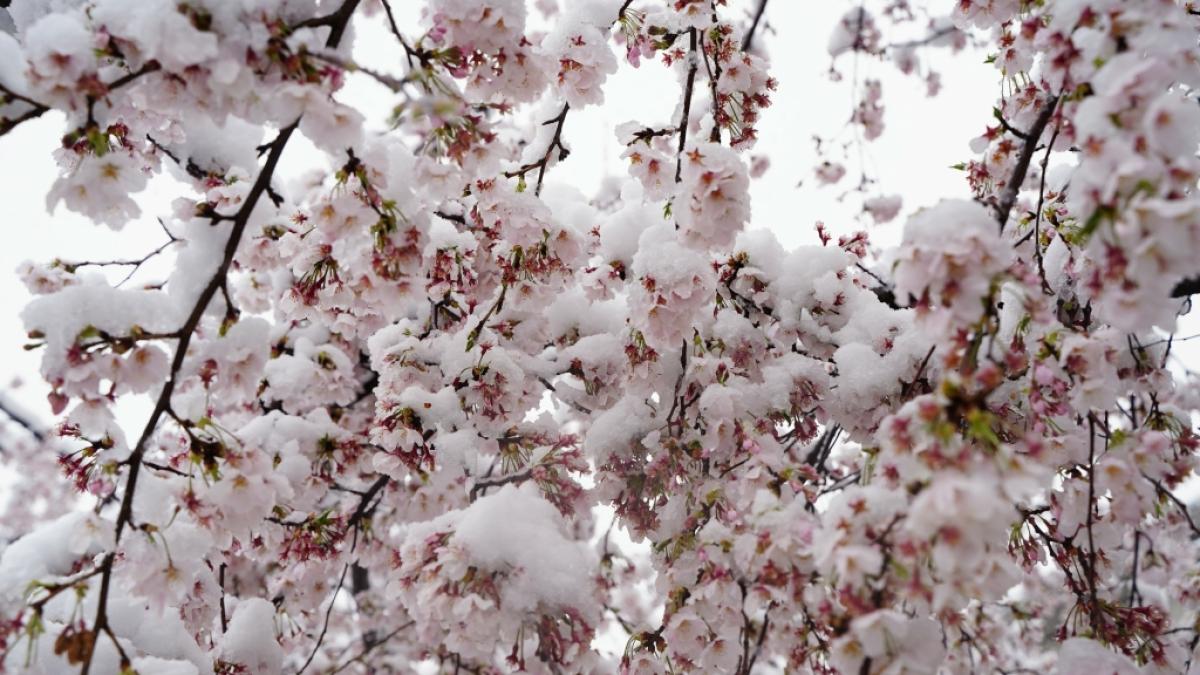 F&auml;llt der Fr&uuml;hling komplett aus? (Foto)