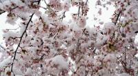 Fällt der Frühling komplett aus?