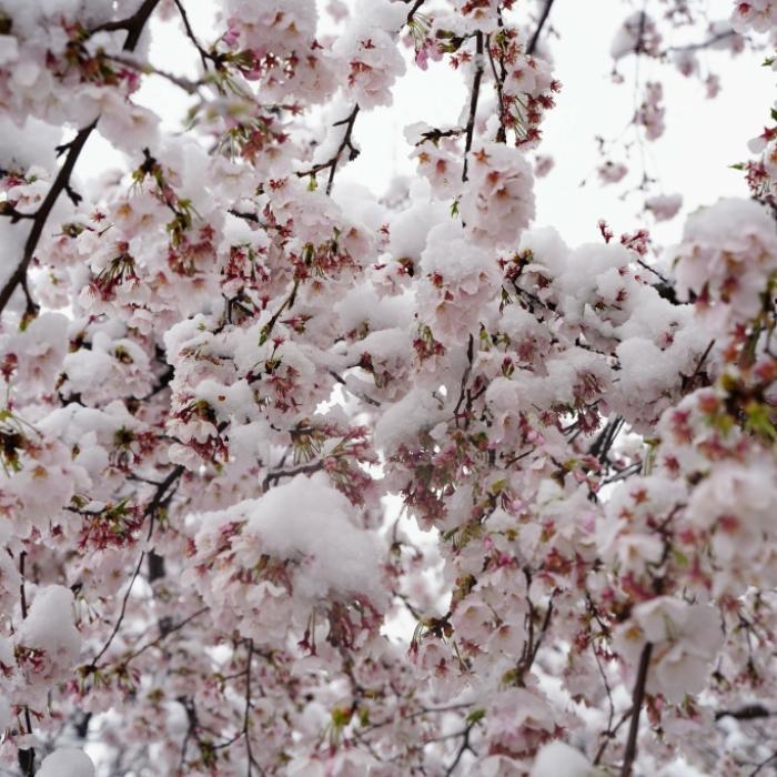 Frühling vor Totalabsturz? Wetterdienst veröffentlicht schockierende Prognose