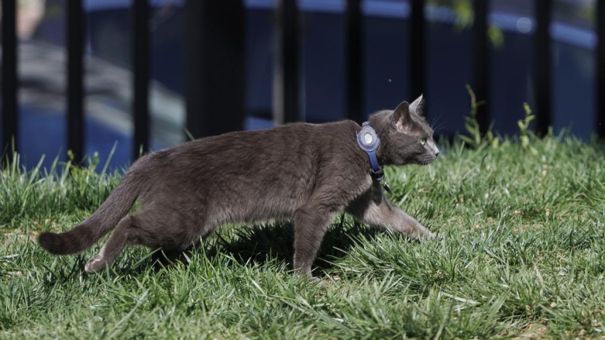 Die Katze Sophie streift &uuml;ber den Nordrasen des Wei&szlig;en Hauses. Die Katze, die auf dem Gel&auml;nde des Wei&szlig;en Hauses gefunden wurde, wurde zu ihrem Besitzer Alec Augustine zur&uuml;ckgebracht. (Foto)