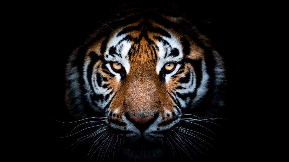 Der Tiger-Angriff auf Christian Walliser bleibt unvergessen. (Foto)