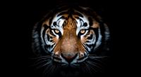 Der Tiger-Angriff auf Christian Walliser bleibt unvergessen.