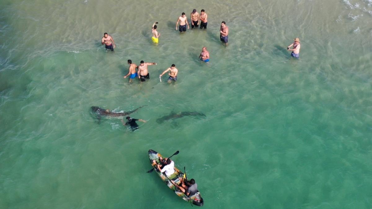 Eine Gruppe Menschen schwimmt gemeinsam mit Haien an der K&uuml;ste von Hadera - dort ist das nichts Ungew&ouml;hnliches. (Foto)