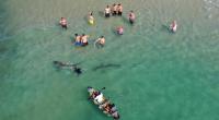 Eine Gruppe Menschen schwimmt gemeinsam mit Haien an der Küste von Hadera - dort ist das nichts Ungewöhnliches.