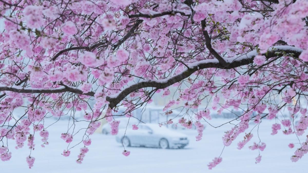 Schneegest&ouml;ber statt Fr&uuml;hlingszauber: Der April startete mit einer frostigen &Uuml;berraschung. (Foto)