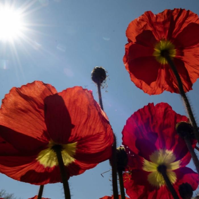 Bis zu 30 Grad! Meteorologen erwarten Hitze nach Ostern