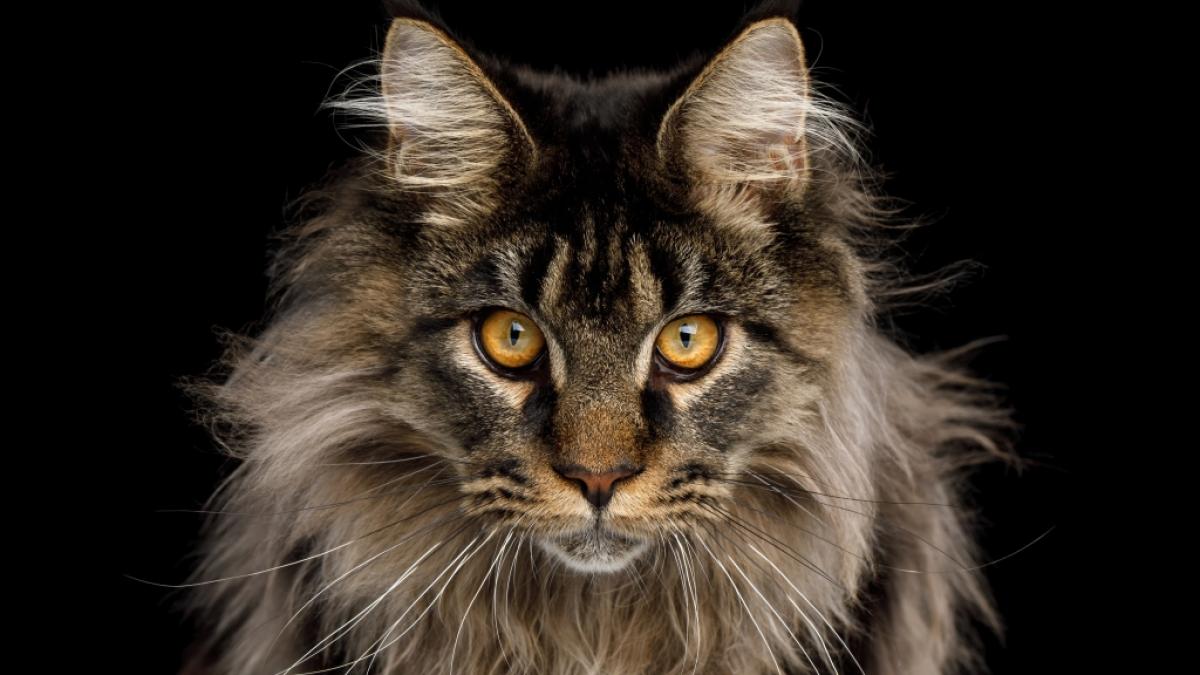 Eine Maine-Coon-Katze gilt normalerweise als menschenfreundlich. (Symbolfoto) (Foto)
