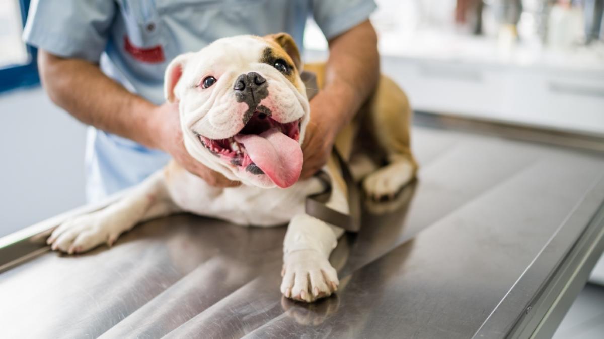 Zwei Bulldoggen haben ihre Besitzerin zerfleischt. (Foto)