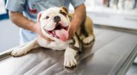 Zwei Bulldoggen haben ihre Besitzerin zerfleischt.