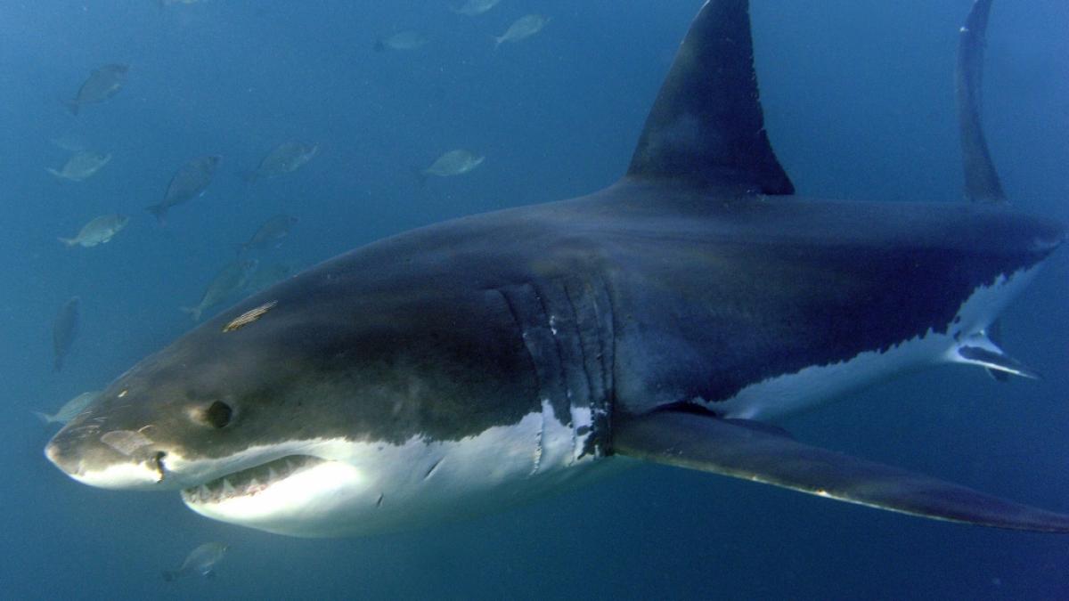 Eine 30-j&auml;hrige Urlauberin aus Deutschland ist bei einer Hai-Attacke vor der K&uuml;ste von Gran Canaria t&ouml;dlich verletzt worden (Symbolfoto). (Foto)