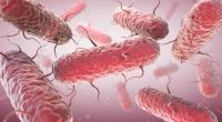 Das Robert Koch-Institut warnt vor ungewöhnlich vielen Erkrankungen durch Salmonellen. Die stäbchenförmigen Bakterien können erhebliche Magen-Darm-Beschwerden auslösen.