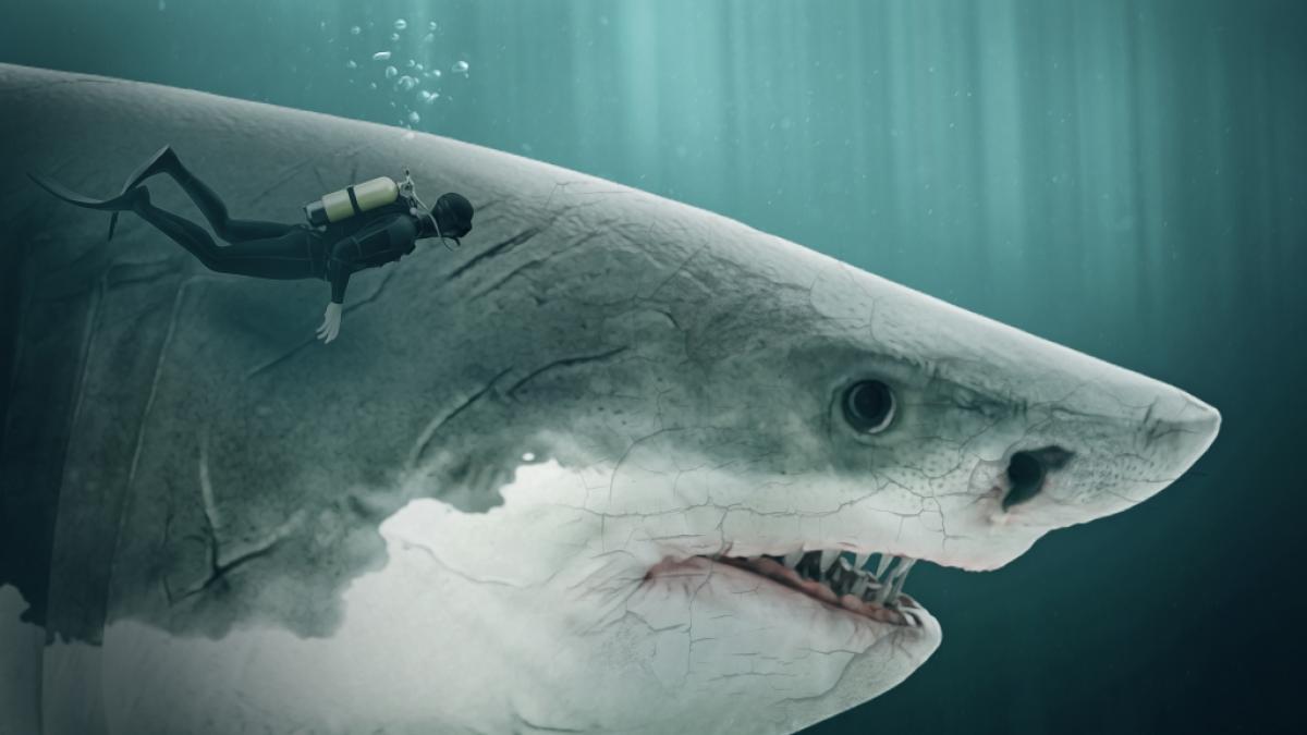 Diese Illustration verdeutlicht die m&ouml;gliche Gr&ouml;&szlig;e eines Megalodon. (Foto)