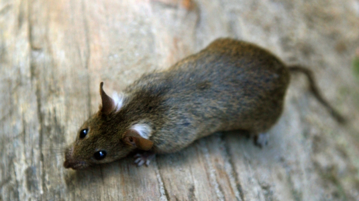 Eine Ratte frisst in einer Parkanlage in Berlin Abfall. (Foto)