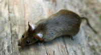 Eine Ratte frisst in einer Parkanlage in Berlin Abfall.