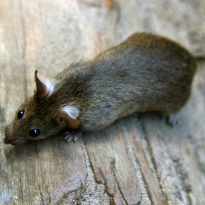 Wegen Mega-Hitze! Ratten-Plage in DIESEN Städten