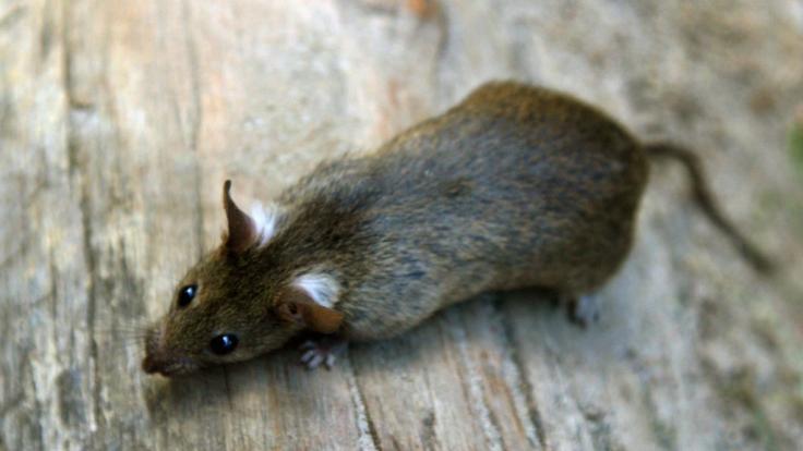 Eine Ratte frisst in einer Parkanlage in Berlin Abfall.