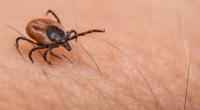 Das Powassan-Virus wird durch die Hirschzecke übertragen.