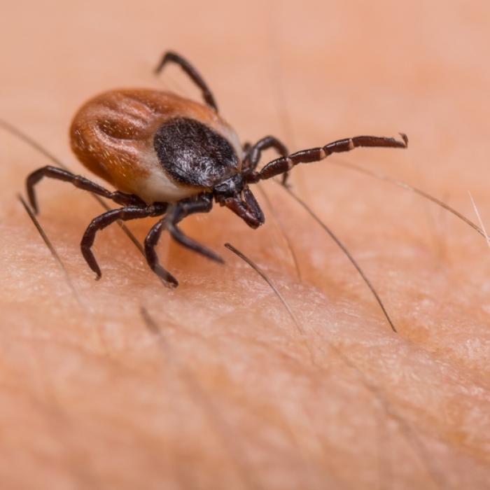 Warnung vor Hirschzecken! Gefährliches Zecken-Virus tötet Frau