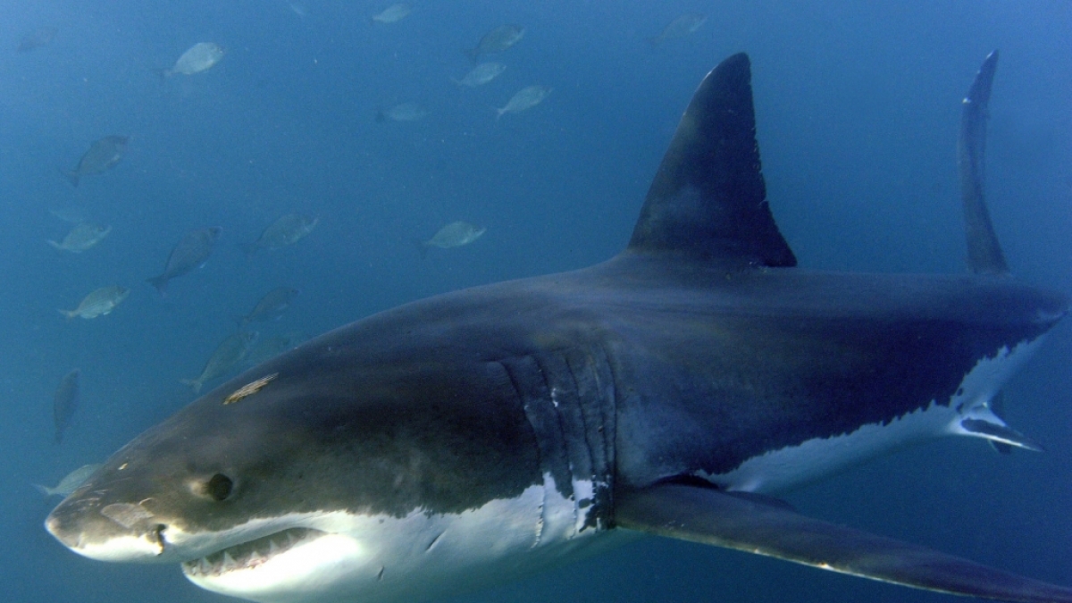 Vor Hawaii wurde ein gigantischer Wei&szlig;er Hai gesichtet. (Foto)