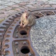 Dieser Ratte wurde ihr Winterspeck zum Verhängnis: Der Nager blieb in einem Gully stecken und musste gerettet werden.