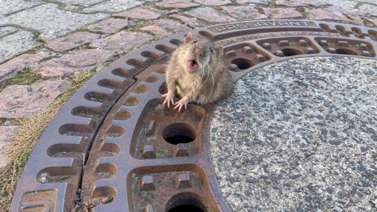 Dieser Ratte wurde ihr Winterspeck zum Verhängnis: Der Nager blieb in einem Gully stecken und musste gerettet werden.