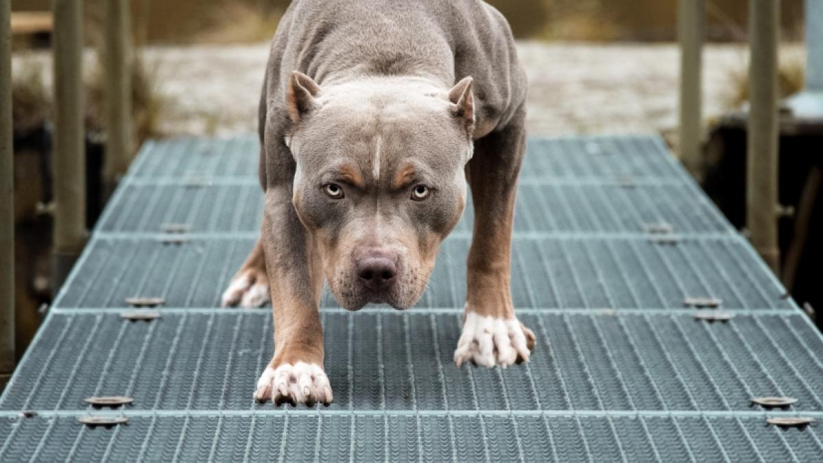Ein Pitbull hat eine Oma, die ihre Enkel sch&uuml;tzen wollte, b&ouml;se zugerichtet. (Foto)