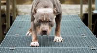 Ein Pitbull hat eine Oma, die ihre Enkel schützen wollte, böse zugerichtet.