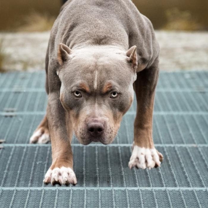 Bestie dreht durch! Pitbull zerfleischt Oma vor den Augen ihrer Enkel