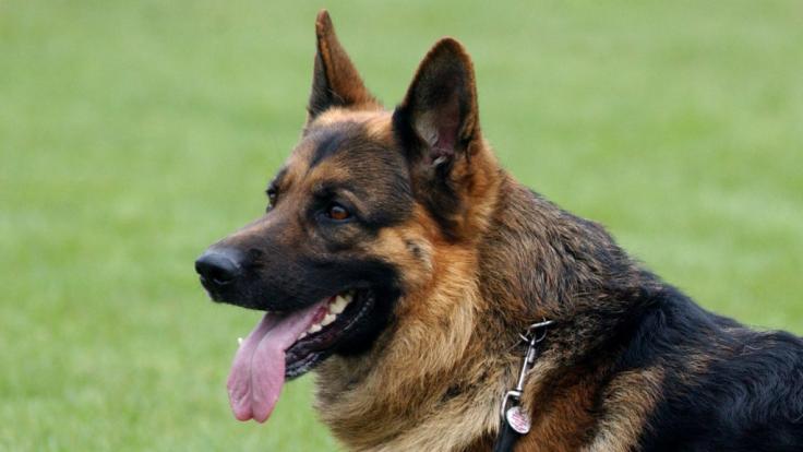 Ein Schäferhund hat das Gesicht einer 17-Jährigen zerfleischt.