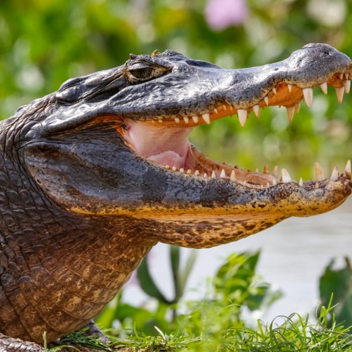 Hochschwangere Frau ins Wasser geschleift und ertrunken