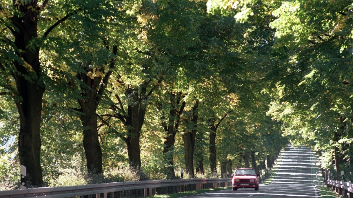 Von Konstanz bis nach Rügen erstreckt sich die Deutsche Alleenstraße. (Foto)