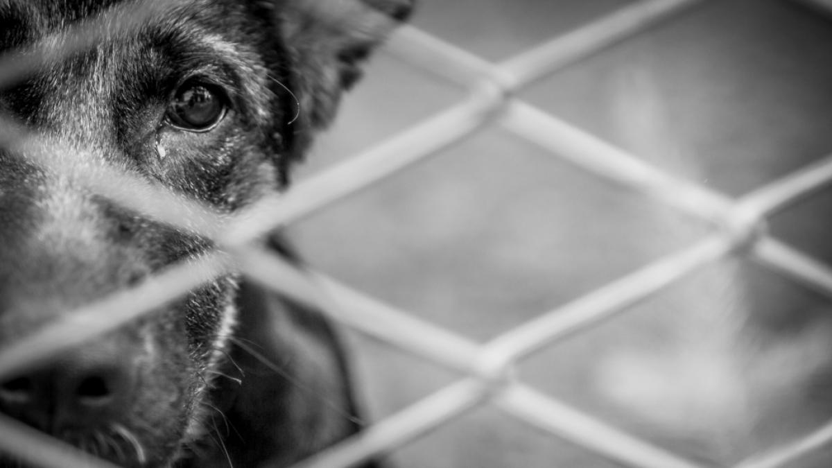 Im US-Bundesstaat Missouri soll ein Hund missbraucht worden sein. (Symbolfoto) (Foto)