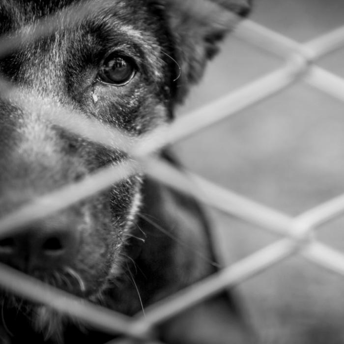Mann (33) missbraucht Hund und stellt verstörende Videos ins Netz