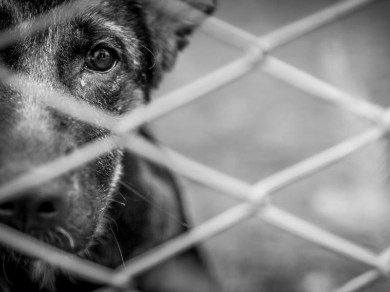 Tierquälerei in den USA: Mann (33) missbraucht Hund und stellt verstörende Videos ins Netz