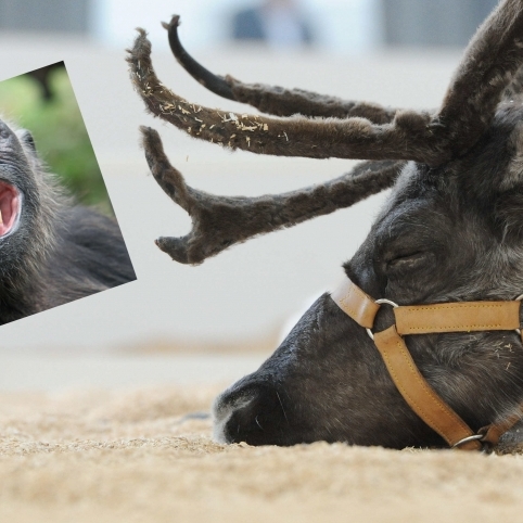 Tierische Trinkgelage! Wie sich Rentiere und Affen berauschen