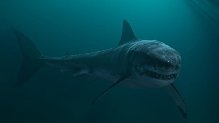 Ein aggressiver Hai macht die Themse unsicher. (Foto)