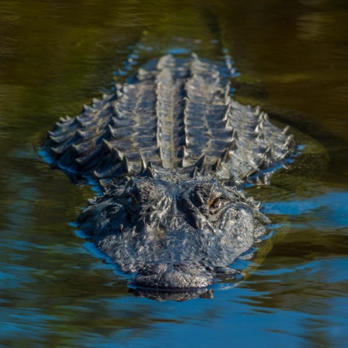 Alligator tötet Hund! Schock-Video zeigt brutale Attacke