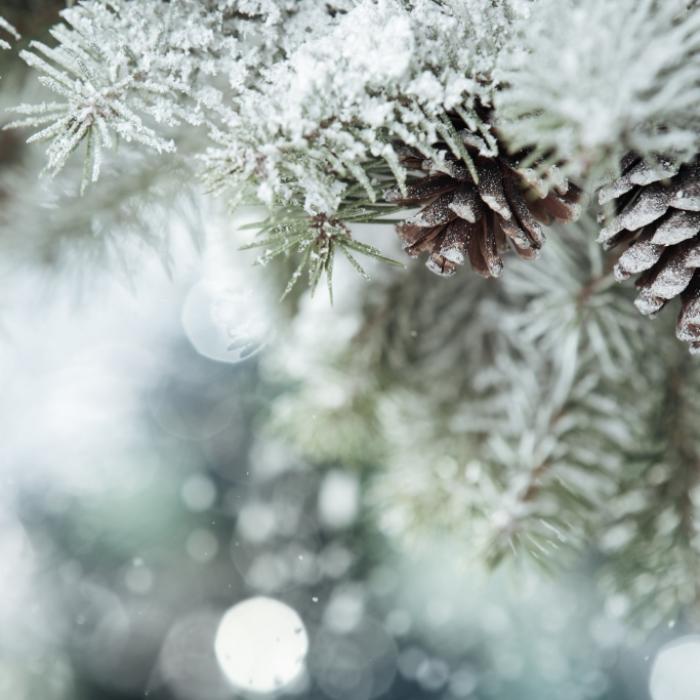 Harte Winter-Klatsche! Das prognostiziert der 100-jährige Kalender