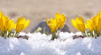 Statt Winter-Wetter streckt der Frühling an den kommenden Tagen bereits seine Fühler aus.