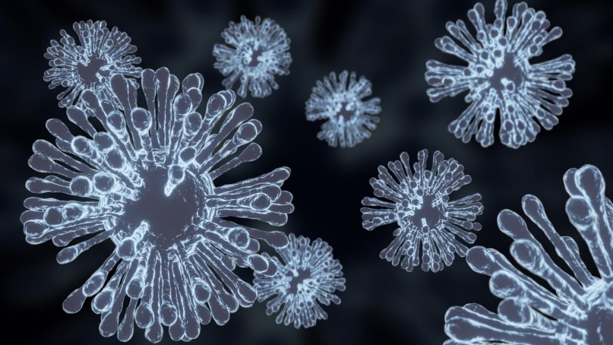 Forscher sind nach der Ausbreitung von&nbsp;Influenza-A(H5N1)-Viren der Klade 2.3.4.4b besorgt. (Symbolfoto) (Foto)