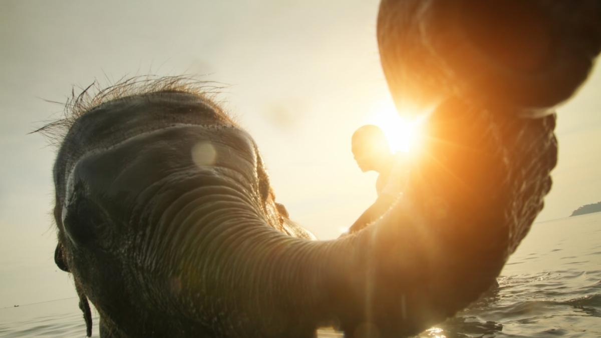 Eine Elefant begrapschte ein Playboy-Model. (Foto)
