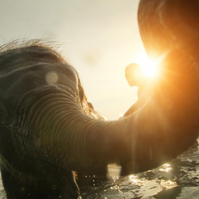 Elefant befummel halbnacktes Playboy-Model