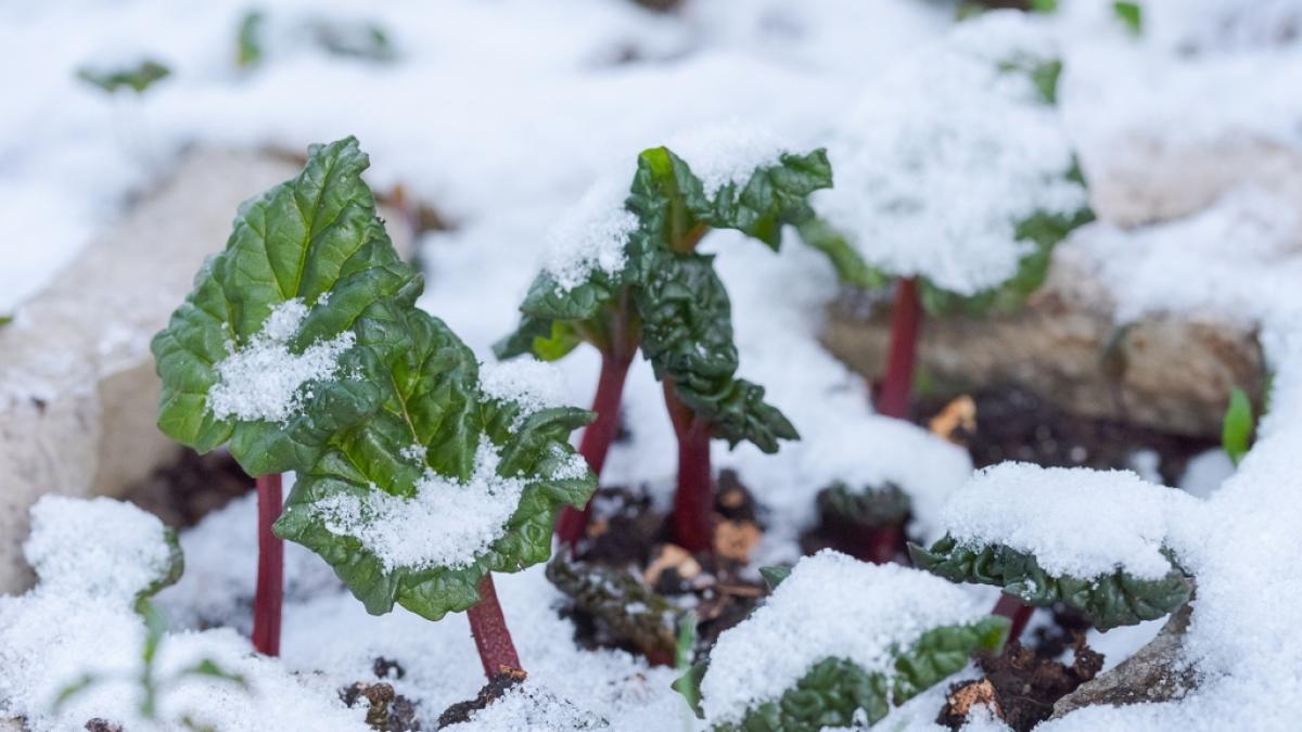 Schlagen die Eisheiligen in diesem Jahr eiskalt zu? (Foto)