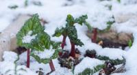 Schlagen die Eisheiligen in diesem Jahr eiskalt zu?