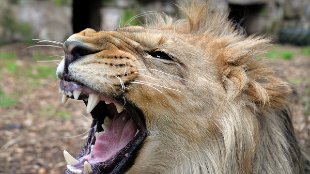 Ein ausgeb&uuml;xter L&ouml;we hat in einem Tierpark in den USA eine 22-j&auml;hrige Frau zerfleischt (Symbolbild). (Foto)