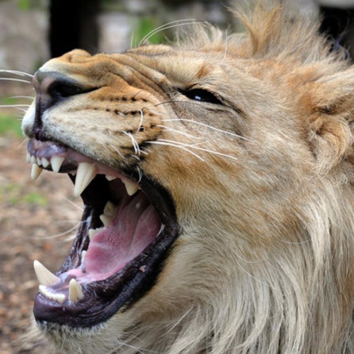 Löwe zerfleischt Praktikantin (22) im Tierpark