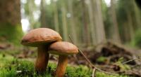 Wie viele Pilze, Beeren und andere Wildpflanzen darf man eigentlich pflücken?
