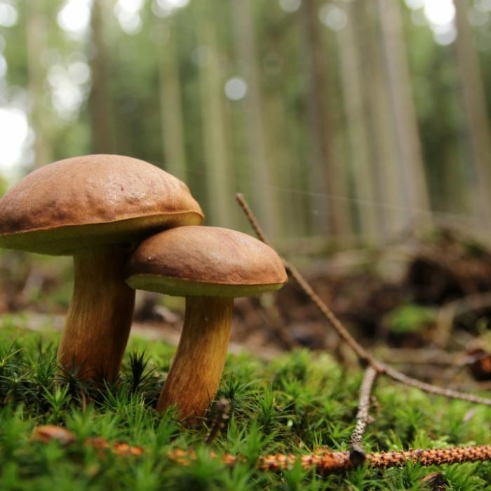 Bis zu 20.000 Euro Bußgeld möglich! Wie viele Pilze und Co. darf man in der Natur ernten?