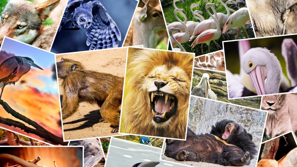 Aktuelle Nachrichten rund um das Thema Tiere lesen Sie hier auf news.de (Symbolbild). (Foto)