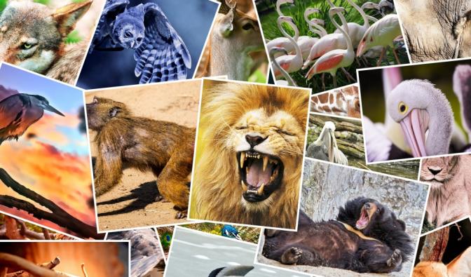 Aktuelle Nachrichten rund um das Thema Tiere lesen Sie hier auf news.de (Symbolbild).